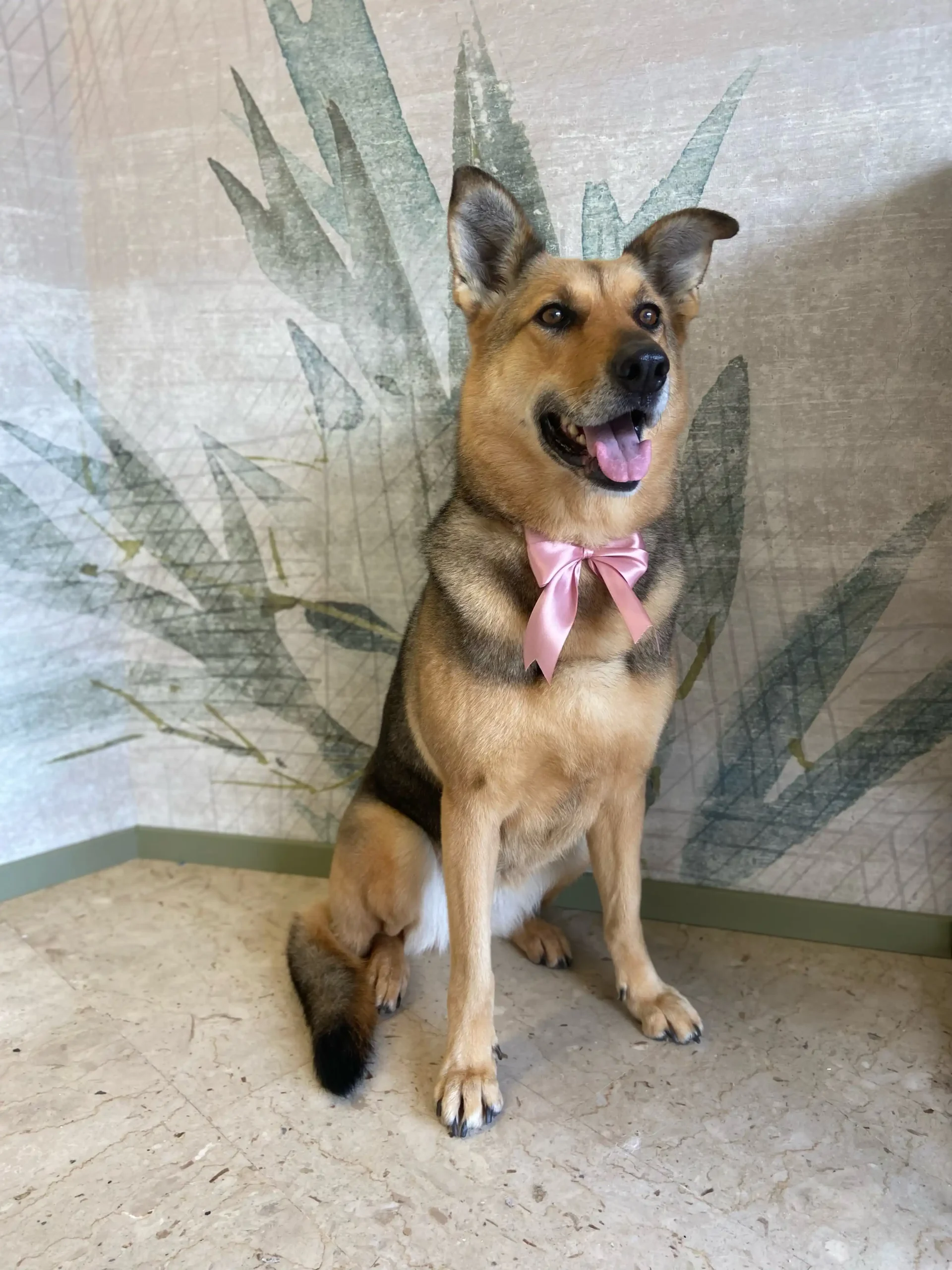 Le Orme di Peggy - immagine cane peggy